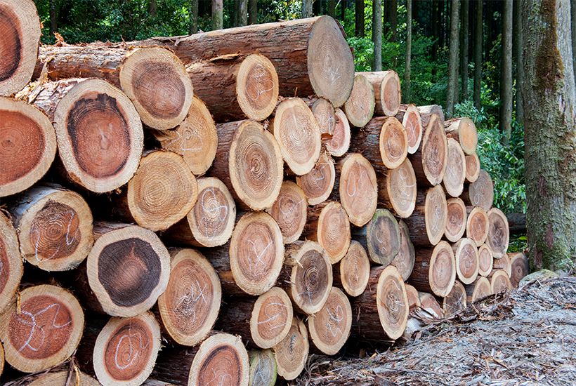 人吉・球磨の木 「近くの山の木」でつくる家