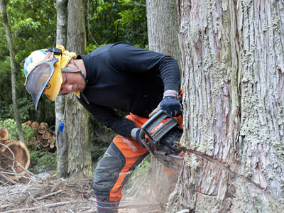 約50年四季を経験し育った木を9月～2月に伐採します