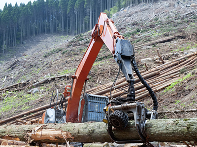 約50年四季を経験し育った木を9月～2月に伐採します