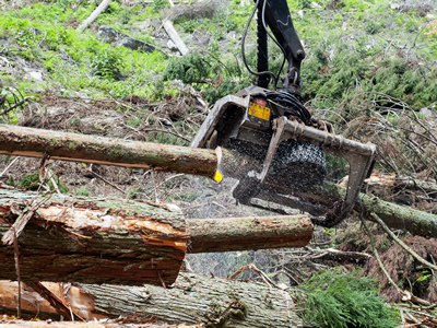 約50年四季を経験し育った木を9月～2月に伐採します