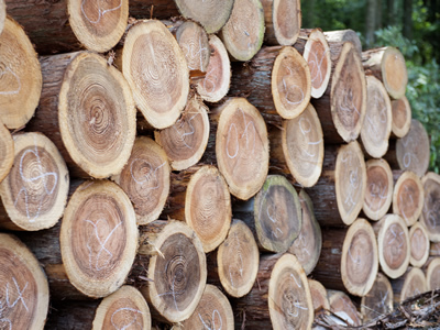 枝葉を付けたまま、山で約３ヶ月乾燥させます