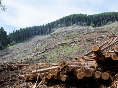 枝葉を付けたまま、山で約３ヶ月乾燥させます