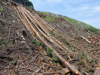 枝葉を付けたまま、山で約３ヶ月乾燥させます
