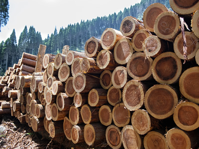 枝葉を付けたまま、山で約３ヶ月乾燥させます