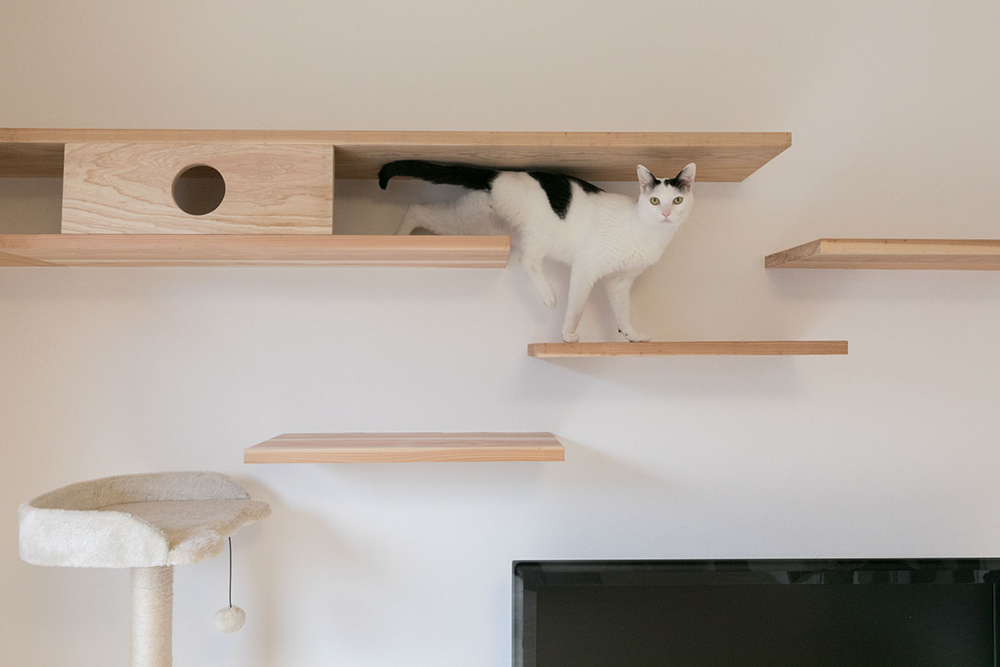 キャットウォークで、猫も楽しく暮らす
